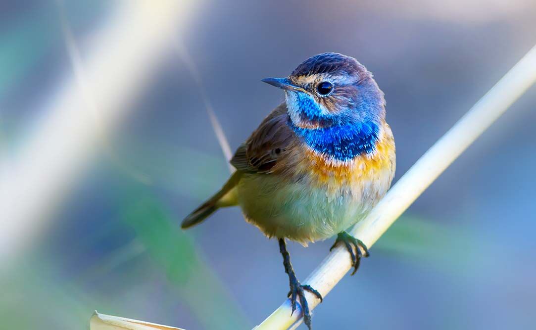 shutterstock_695811727.jpg
